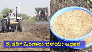 Rabi Season: ಶೇ.98 ರಷ್ಟು ಬಿತ್ತನೆ ಪೂರ್ಣ: ಹಿಂಗಾರು ಬೆಳೆಯ ಮೇಲೆ ರೈತರ ಅಪಾರ ನಿರೀಕ್ಷೆ