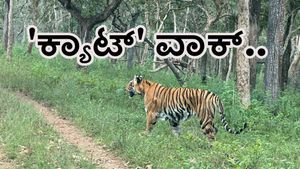  ಬಂಡೀಪುರ: ಸಫಾರಿ ವಾಹನದ ಮುಂದೆ ಹುಲಿ 