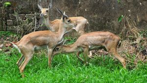 ಹಾವೇರಿ: ಕೃಷ್ಣಮೃಗ ಸಫಾರಿಗೆ ಜನರನ್ನು ಸೆಳೆಯಲು ಹಲವು ಹೊಸ ಯೋಜನೆ 
