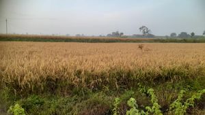 ಚಾಮರಾಜನಗರದಲ್ಲಿಯೂ ಭತ್ತ ಕಟಾವು ಸಮಸ್ಯೆ: ಸಕಾಲದಲ್ಲಿ ಯಂತ್ರ ಸಿಗದೇ ರೈತರ ಪರದಾಟ