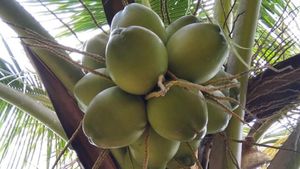 ತೆಂಗು ಬೆಳೆಗಾರರೇ ಗಮನಿಸಿ, ಬೆಳೆ ವಿಮಾ ಯೋಜನೆ 