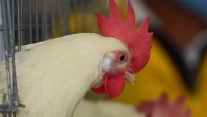  Fire Hen: ಕರ್ನಾಟಕದಲ್ಲಿ ಪತ್ತೆ ಆಯ್ತು ಬಾಯಲ್ಲಿ ಬೆಂಕಿ ಬಿಡೋ ಕೋಳಿ, ವಿಡಿಯೋ ಫುಲ್‌ ವೈರಲ್‌ 