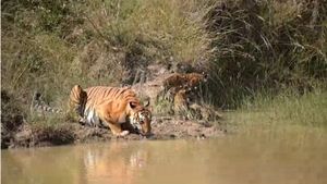 Bandipur: ಬಂಡೀಪುರದಲ್ಲಿ ಹುಲಿಗಳ ದರ್ಶನ: ಪ್ರವಾಸಿಗರಿಗೆ ಖುಷಿಯೋ ಖುಷಿ!