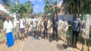 ಚುಂಚನಕಟ್ಟೆ ಜಾನುವಾರು ಜಾತ್ರೆಯಲ್ಲಿ ಎತ್ತುಗಳ ಕ್ಯಾಟ್ ವಾಕ್ !