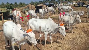 ಚುಂಚನಕಟ್ಟೆ ಜಾನುವಾರು ಜಾತ್ರೆಯಲ್ಲೀಗ ಸಂಭ್ರಮವೋ ಸಂಭ್ರಮ! 