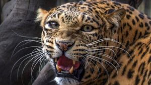 Leopard in Nelamangala: ನೆಲಮಂಗಲದ ಮಂಜುನಾಥ್ ಎಂಬುವವರ ಜಮೀನಿನಲ್ಲಿ ಚಿರತೆ ಪತ್ತೆ