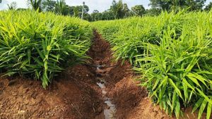 Ginger Price: ಪಾತಾಳಕ್ಕಿಳಿದ ಶುಂಠಿ ಬೆಲೆಯಿಂದ ಕಂಗಾಲಾದ ಕೃಷಿಕರು!