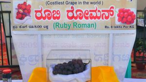 Ruby Roman Grape: ಜಗತ್ತಿನ ದುಬಾರಿ ದ್ರಾಕ್ಷಿ ಕೊಪ್ಪಳದಲ್ಲಿ, ಕೆಜಿಗೆ ಬೆಲೆ ಎಷ್ಟು?