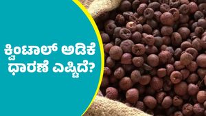 Arecanut Price: ಪ್ರಸ್ತುತ ಕ್ವಿಂಟಾಲ್‌ ಅಡಿಕೆ ಧಾರಣೆ ಎಷ್ಟಿದೆ? ಇಲ್ಲಿದೆ ಅಂಕಿಅಂಶಗಳ ವಿವರ
