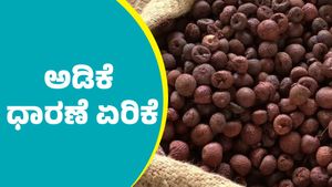 ದಾವಣಗೆರೆ: ಮಾರ್ಚ್‌ 15ರಂದು ಅಡಿಕೆ ಧಾರಣೆ ಏರಿಕೆ; ಇಲ್ಲಿದೆ ಅಂಕಿಅಂಶಗಳ ವಿವರ