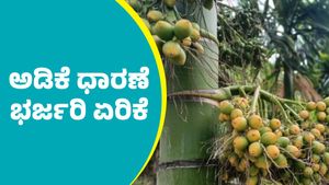 Arecanut price: ಅಡಿಕೆ ಧಾರಣೆ ಭರ್ಜರಿ ಏರಿಕೆ;  ಮಾರ್ಚ್‌ 29ರ ದರ ಪಟ್ಟಿ ಇಲ್ಲಿದೆ