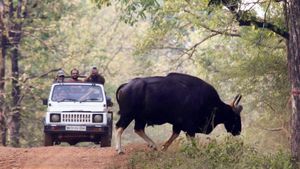 ಚಿಕ್ಕಮಗಳೂರು: ಕಾಡುಕೋಣಗಳ ಕಾಟ ತಪ್ಪಿಸಲು ಹೊಸ ಐಡಿಯಾ