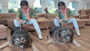 Costly Dog: ದುಬಾರಿ ಶ್ವಾನಗಳ ಒಡೆಯ ಸತೀಶ್‌ ಬಗ್ಗೆ ಇಂಟ್ರಸ್ಟಿಂಗ್ ಮಾಹಿತಿ