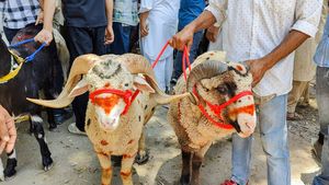 ಹೊಸತೊಡಕು, ರಂಜಾನ್‌ ಹೊತ್ತಲ್ಲೇ ಚಿಕ್ಕಬಳ್ಳಾಪುರ ಜಿಲ್ಲೆಯ ಹಲವೆಡೆ ಕುರಿಗಳು ಮಂಗಮಾಯ