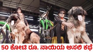 50 ಕೋಟಿ ರೂಪಾಯಿ ನಾಯಿ ಮಾಲೀಕನ ಅಸಲಿಯತ್ತು ಬಯಲು ಮಾಡಿದ ಇಡಿ ದಾಳಿ