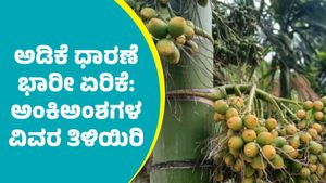 Arecanut price: ದಾವಣಗೆರೆ ಮಾರುಕಟ್ಟೆಯಲ್ಲಿ ಅಡಿಕೆ ದರ ಭಾರೀ ಏರಿಕೆ: ಏಪ್ರಿಲ್‌ 19ರ ಧಾರಣೆ ಅಂಕಿಅಂಶಗಳು ಇಲ್ಲಿವೆ