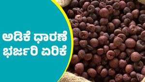 Arecanut price: ಅಡಿಕೆ ಬೆಳೆಗಾರರಿಗೆ ಭರ್ಜರಿ ಗುಡ್‌ ನ್ಯೂಸ್‌; ಮತ್ತೆ ದರ ಏರಿಕೆ