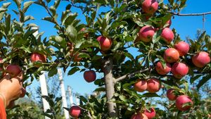 ಸೇಬು ಬೆಳೆದು ಪ್ರಧಾನಿ ನರೇಂದ್ರ ಮೋದಿ ಗಮನ ಸೆಳೆದ ಬಾಗಲಕೋಟೆ ರೈತ!