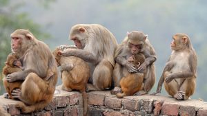 ಶಿವಮೊಗ್ಗ: ಮಂಗನ ಕಾಯಿಲೆ ಕುರಿತು ಐಸಿಎಂಆರ್‌ ಸಮೀಕ್ಷೆ