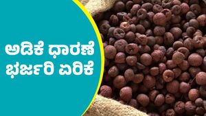 Arecanut price: ದಾವಣಗೆರೆ ಮಾರುಕಟ್ಟೆಯಲ್ಲಿ ಅಡಿಕೆ ದರ ಭರ್ಜರಿ ಏರಿಕೆ; ಮೇ 15ರ ಅಂಕಿಅಂಶಗಳು ಇಲ್ಲಿವೆ 