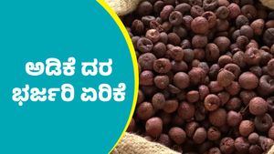 Arecanut price: ದಾವಣಗೆರೆ ಮಾರುಕಟ್ಟೆಯಲ್ಲಿ ಅಡಿಕೆ ದರ ಭಾರೀ ಏರಿಕೆ; ಮೇ 21ರ ಅಂಕಿಅಂಶಗಳು ಇಲ್ಲಿವೆ            