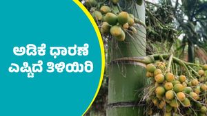 Arecanut price: ದಾವಣಗೆರೆ ಮಾರುಕಟ್ಟೆಯಲ್ಲಿ ಅಡಿಕೆ ದರ ಭಾರೀ ಏರಿಕೆ; ಮೇ 28ರ ಅಂಕಿಅಂಶಗಳು ಇಲ್ಲಿವೆ