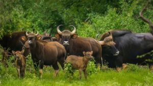 ವರುಣನ ಕೃಷೆಯಿಂದ ಹಸಿರಾಗುತ್ತಿರುವ ಬಂಡೀಪುರ ಅರಣ್ಯ..ಪ್ರವಾಸಿಗರಿಗೀಗ ರಸದೌತಣ!
