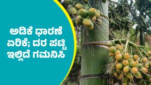 Arecanut price: ದಾವಣಗೆರೆ ಮಾರುಕಟ್ಟೆಯಲ್ಲಿ ಅಡಿಕೆ ಧಾರಣೆ ಎಷ್ಟಿದೆ?; ಜೂನ್‌ 21ರ ದರ ಪಟ್ಟಿ ಇಲ್ಲಿದೆ