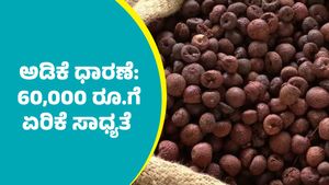 Arecanut price: ಕ್ವಿಂಟಾಲ್‌ ಅಡಿಕೆ ಧಾರಣೆ ಶೀಘ್ರದಲ್ಲೇ 60,000 ರೂ.ಗೆ ಏರಿಕೆ ಸಾಧ್ಯತೆ  