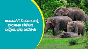 ವಿಮಾನದಲ್ಲಿ ಜಪಾನ್‌ಗೆ ಪ್ರಯಾಣ ಬೆಳೆಸಿದ ಬನ್ನೇರುಘಟ್ಟದ ನಾಲ್ಕು ಆನೆಗಳು
