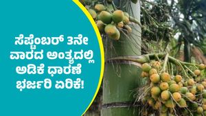 Arecanut price: ಸೆಪ್ಟೆಂಬರ್ ಮೂರನೇ ವಾರದ ಅಂತ್ಯದಲ್ಲಿ ಅಡಿಕೆ ಧಾರಣೆ ಭರ್ಜರಿ ಏರಿಕೆ: ಹೀಗಿದೆ ದರಪಟ್ಟಿ
