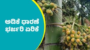 Arecanut price: ಅಡಿಕೆ ಧಾರಣೆ ಭರ್ಜರಿ ಏರಿಕೆ: ಇಲ್ಲಿದೆ ಸೆಪ್ಟೆಂಬರ್ 27ರ ದರಪಟ್ಟಿ