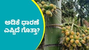  Arecanut price: ಸೆಪ್ಟೆಂಬರ್ 28ರಂದು ಅಡಿಕೆ ಧಾರಣೆ ಭರ್ಜರಿ ಏರಿಕೆ: ಇಲ್ಲಿದೆ ದರಪಟ್ಟಿ