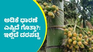Arecanut price: ಸೆಪ್ಟೆಂಬರ್ 29ರಂದು ಅಡಿಕೆ ಧಾರಣೆ ಎಷ್ಟಿದೆ ಗೊತ್ತಾ? ಇಲ್ಲಿದೆ ದರಪಟ್ಟಿ