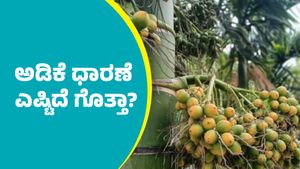 Arecanut price: ಅಡಿಕೆ ಧಾರಣೆ ಭರ್ಜರಿ ಏರಿಕೆ: ಇಲ್ಲಿದೆ ಅಕ್ಟೋಬರ್ 11ರ ದರಪಟ್ಟಿ