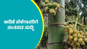 Arecanut price: ಅಕ್ಟೋಬರ್ 6ರಂದು ಅಡಿಕೆ ಧಾರಣೆ ಎಷ್ಟಿದೆ ಗೊತ್ತಾ? ಇಲ್ಲಿದೆ ದರಪಟ್ಟಿ