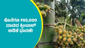 Arecanut price: ಅಡಿಕೆ ಧಾರಣೆ ಭರ್ಜರಿ ಏರಿಕೆ: ಇಲ್ಲಿದೆ ಅಕ್ಟೋಬರ್ 7ರ ದರಪಟ್ಟಿ