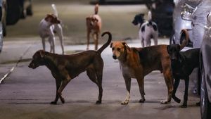 Street Dogs: ಸುಪ್ರೀಂಕೋರ್ಟ್ ಆದೇಶದಂತೆ ಬೆಂಗಳೂರು ಬೀದಿ ನಾಯಿಗಳ ನಿರ್ವಹಣೆಗೆ ಮಾಸ್ಟರ್ ಪ್ಲಾನ್..GBA