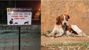 ಬೆಂಗಳೂರು: ಬೀದಿ ನಾಯಿಗಳಿಗೆ ಆಹಾರ ನೀಡಲು 90 ಸ್ಥಳಗಳಲ್ಲಿ ಫೀಡಿಂಗ್ ಸ್ಪಾಟ್ 