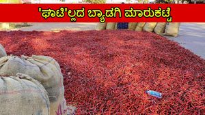 ಮೆಣಸಿನಕಾಯಿ ಬಾರದೇ ಬ್ಯಾಡಗಿ ಮಾರುಕಟ್ಟೆ ಖಾಲಿ ಖಾಲಿ; ಪೂರೈಕೆ ಕೊರತೆ, ಮಸಾಲೆ ಕಂಪನಿಗಳಿಗೂ ತಟ್ಟಿದ ಬಿಸಿ