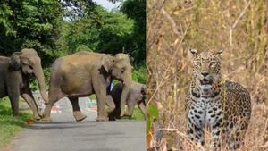 ಮಲೆನಾಡು ಭಾಗದಲ್ಲಿ ಕಾಡಾನೆ, ಚಿರತೆ ಹಾವಳಿಗೆ ಜನ ತತ್ತರ: ಅರಣ್ಯ ಇಲಾಖೆ ವಿರುದ್ಧ ಜನಾಆಕ್ರೋಶ