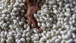 900 ರೂಪಾಯಿ ದಾಟಿದ ರೇಷ್ಮೆಗೂಡು ದರ; ಶಿಡ್ಲಘಟ್ಟ ಮಾರುಕಟ್ಟೆಯಲ್ಲಿ ದಾಖಲೆ