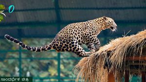 ತೀರ್ಥಹಳ್ಳಿಯಲ್ಲಿ ಹೆಚ್ಚಿದ ವನ್ಯಜೀವಿಗಳ ಹಾವಳಿ: ಚಿರತೆ ದಾಳಿಗೆ 3 ಹಸು ಬಲಿ, ಅರಣ್ಯ ಇಲಾಖೆ ವಿರುದ್ಧ ರೈತರ ಆಕ್ರೋಶ