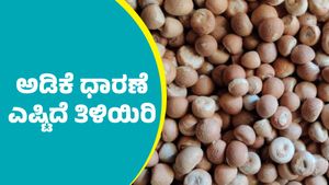 Arecanut Price: ಶಿವಮೊಗ್ಗ ಮಾರುಕಟ್ಟೆಯಲ್ಲಿ ಕ್ವಿಂಟಾಲ್‌ ಅಡಿಕೆ ಧಾರಣೆ ಎಷ್ಟಿದೆ ಗೊತ್ತಾ? ಇಲ್ಲಿದೆ ಏಪ್ರಿಲ್ 16ರ ದರಪಟ್ಟಿ