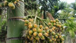 Arecanut Price: ದಾವಣಗೆರೆ ಮಾರುಕಟ್ಟೆಯಲ್ಲಿ ಕ್ವಿಂಟಾಲ್ ಅಡಿಕೆ ಧಾರಣೆ ಎಷ್ಟಿದೆ? ಇಲ್ಲಿದೆ ಏಪ್ರಿಲ್‌ 13ರ ದರಪಟ್ಟಿ           