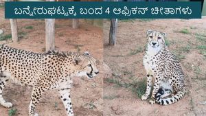 African Cheetahs: ಬೆಂಗಳೂರಿಗೆ ಬಂದಿಳಿದ ನಾಲ್ಕು ಆಫ್ರಿಕನ್ ಚೀತಾಗಳು: ವಿಮಾನ ನಿಲ್ದಾಣದಲ್ಲಿ ಅರಣ್ಯ ಸಚಿವರಿಂದ ಸ್ವಾಗತ