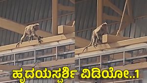 ತಾಯಿ ಮಂಗನ ಮೌನ ರೋದನೆ: ನಮ್ಮ ಮೆಟ್ರೋ ನಿಲ್ದಾಣದಲ್ಲಿ ಕರುಣಾಜನಕ ದೃಶ್ಯ..Video Viral