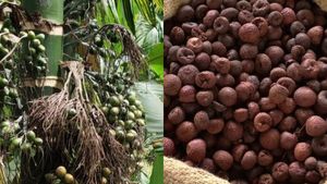 Arecanut Price: ಶಿವಮೊಗ್ಗ ಮಾರುಕಟ್ಟೆಯಲ್ಲಿ ಅಡಿಕೆ ಧಾರಣೆ ಎಷ್ಟಿದೆ? ಇಲ್ಲಿದೆ ಜೂನ್‌ 12ರ ದರಪಟ್ಟಿ