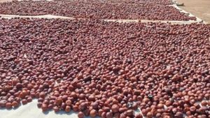 Arecanut Price Today: ಶಿವಮೊಗ್ಗ ಮಾರುಕಟ್ಟೆಯಲ್ಲಿ ಅಡಿಕೆ ಧಾರಣೆ ಎಷ್ಟಿದೆ? ಇಲ್ಲಿದೆ ಜೂನ್‌ 16ರ ದರಪಟ್ಟಿ      