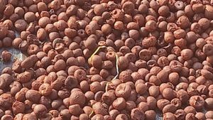 Arecanut Price Today: ಶಿವಮೊಗ್ಗ ಮಾರುಕಟ್ಟೆಯಲ್ಲಿ ಅಡಿಕೆ ಧಾರಣೆ ಎಷ್ಟಿದೆ? ಇಲ್ಲಿದೆ ಜೂನ್‌ 18ರ ದರಪಟ್ಟಿ   